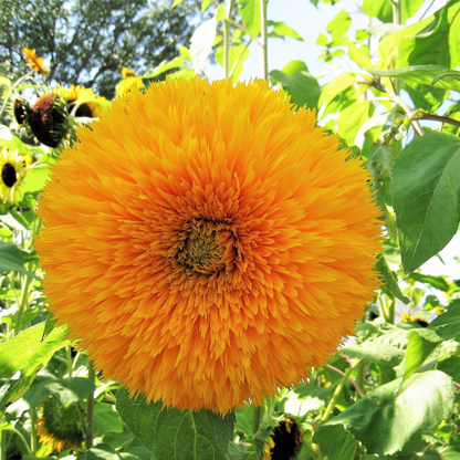 Sungold Sunflower Seeds