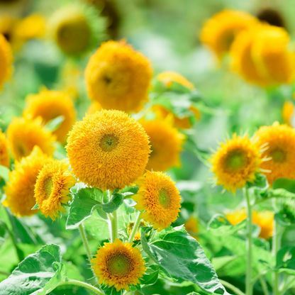 Sungold Sunflower Seeds