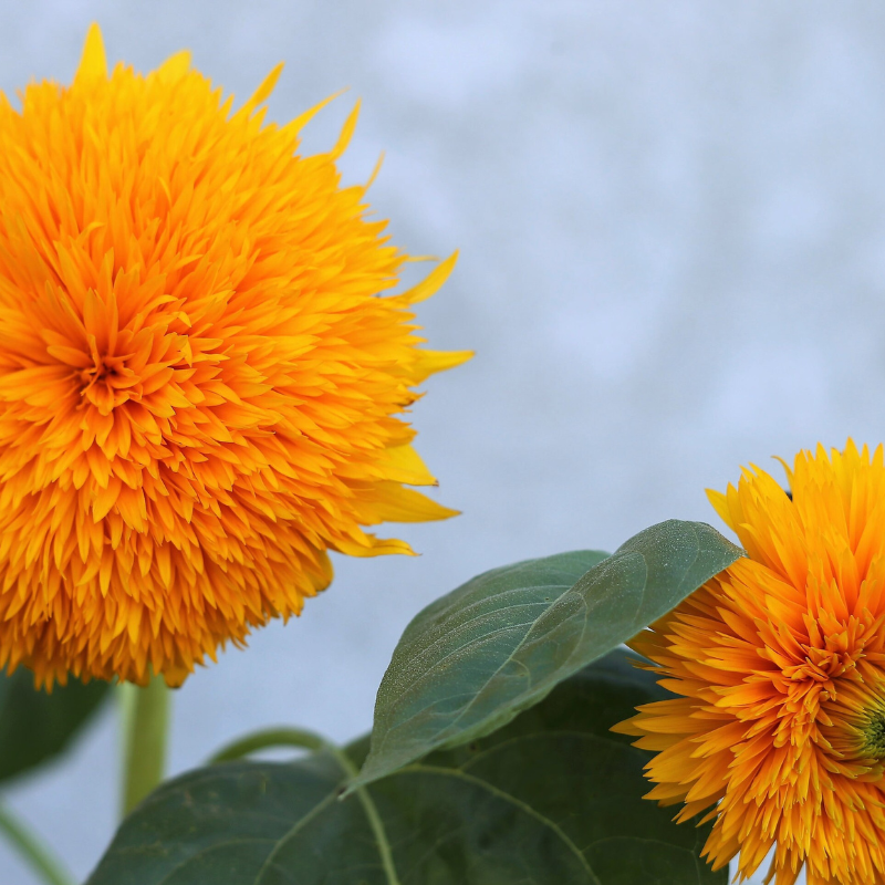 Sungold Sunflower Seeds