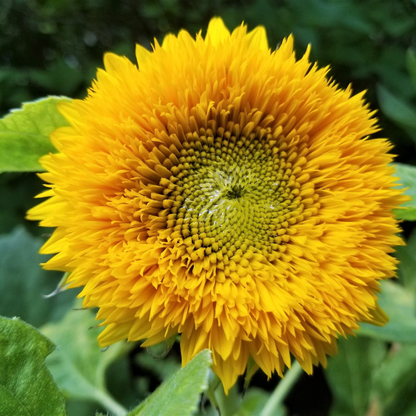 Sungold Sunflower Seeds