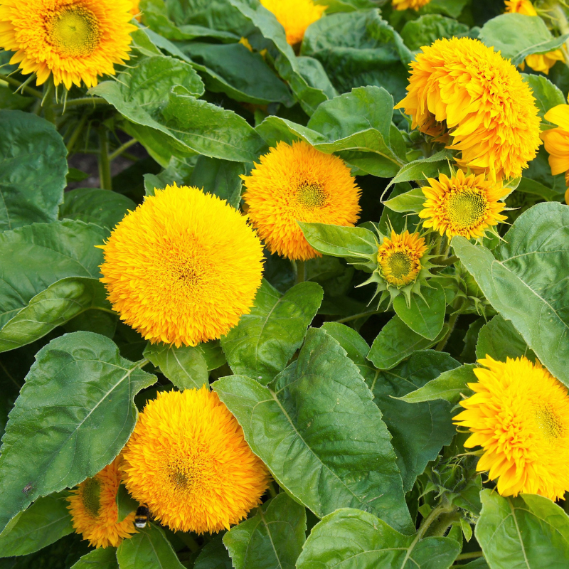 Sungold Sunflower Seeds