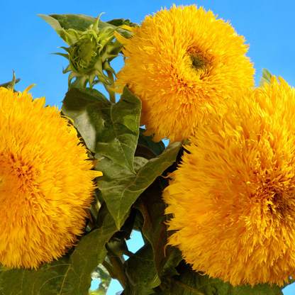 Sungold Sunflower Seeds