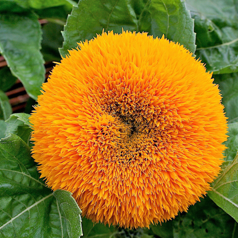 Sungold Sunflower Seeds