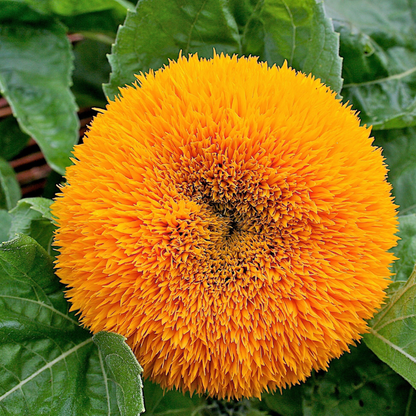 Sungold Sunflower Seeds