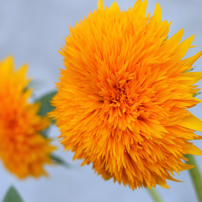 Sungold Sunflower Seeds