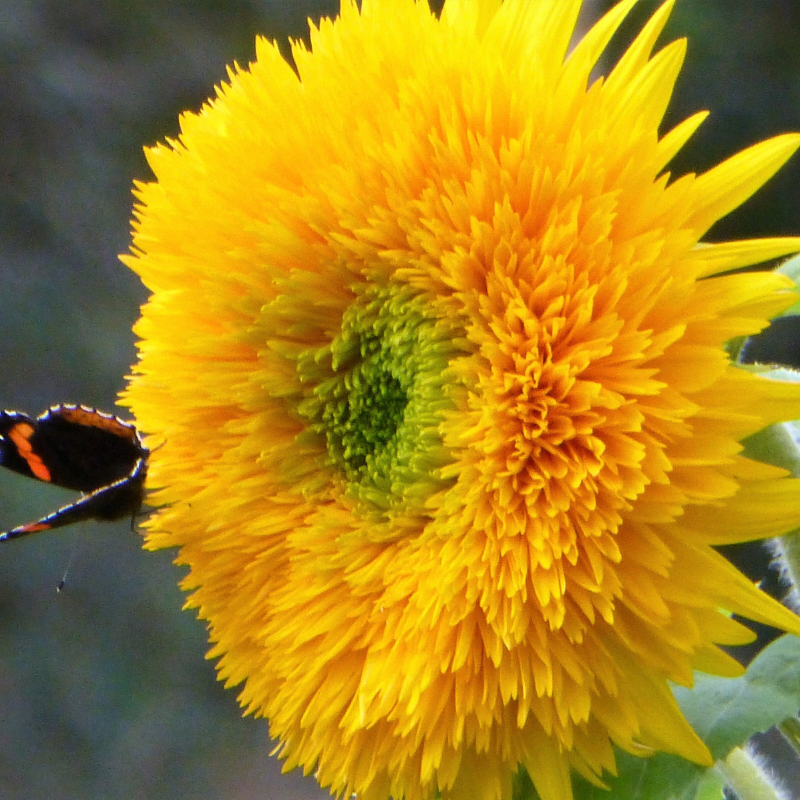 Sungold Sunflower Seeds