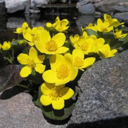 Swamp Marigold Seeds