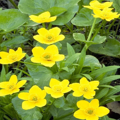 Swamp Marigold Seeds