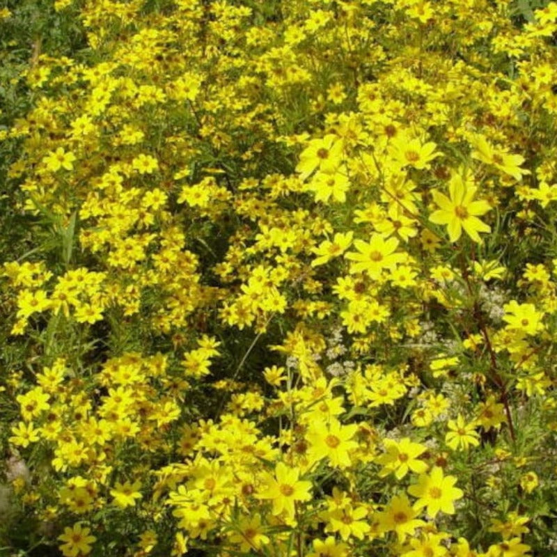 Swamp Marigold Seeds