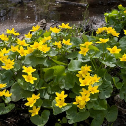 Swamp Marigold Seeds