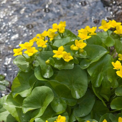 Swamp Marigold Seeds