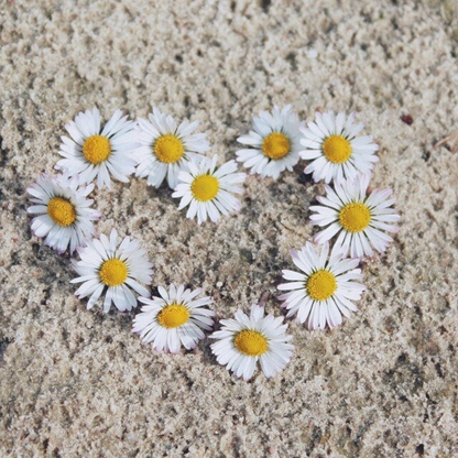 Swan River Daisy Flower Seeds