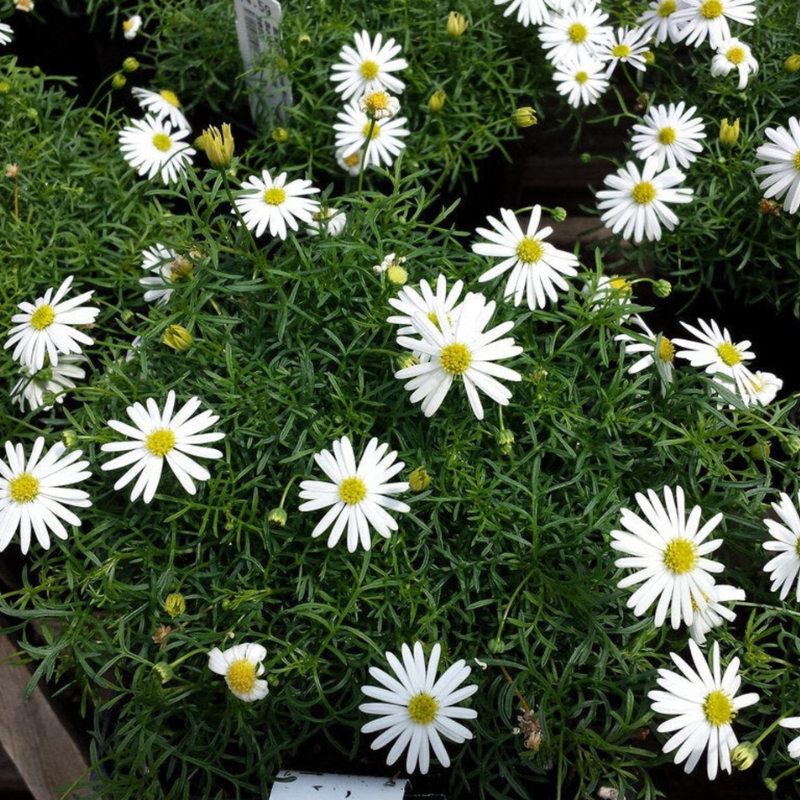 Swan River Daisy Flower Seeds