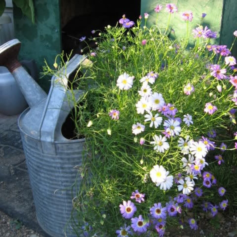 Swan River Daisy Flower Seeds