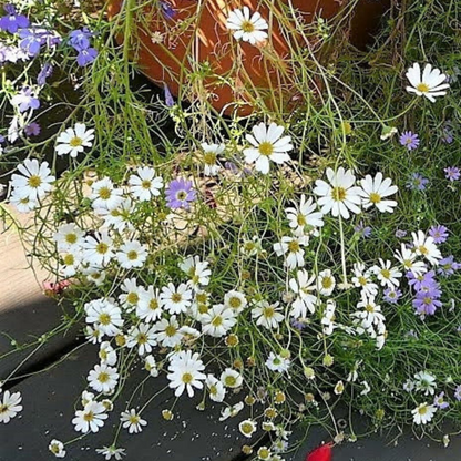 Swan River Daisy Flower Seeds