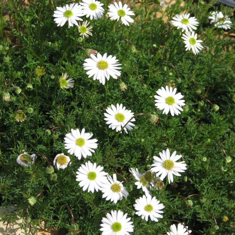 Swan River Daisy Flower Seeds