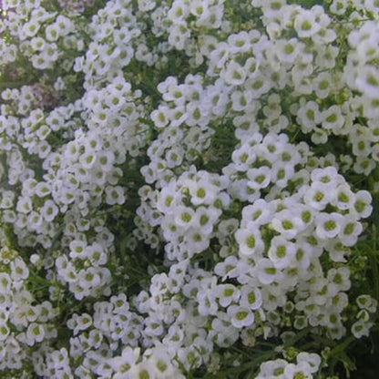 Alyssum Carpet Of Snow Flower Seeds