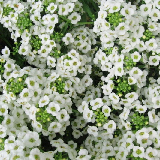 Alyssum Carpet Of Snow Flower Seeds