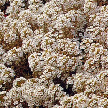 Alyssum Carpet Of Snow Flower Seeds