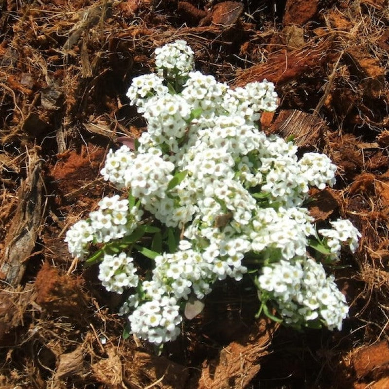 Alyssum Carpet Of Snow Flower Seeds