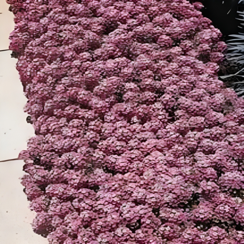 Alyssum Pastel Carpet Flower Seeds