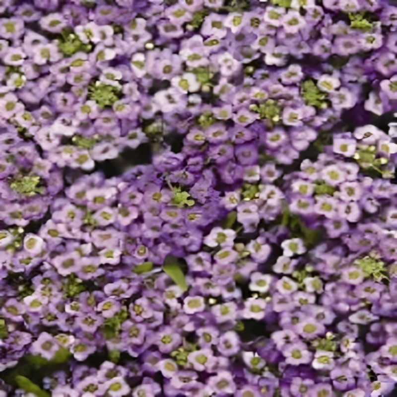 Alyssum Pastel Carpet Flower Seeds