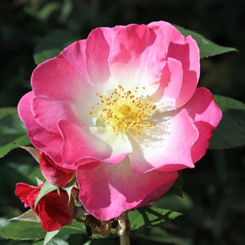 Briar Rose Shrub Seeds