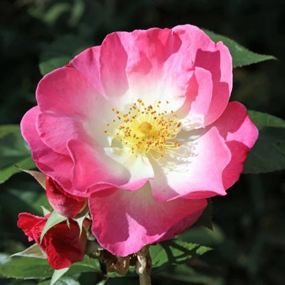 Briar Rose Shrub Seeds