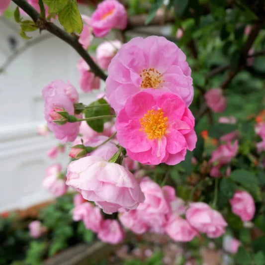 Briar Rose Shrub Seeds