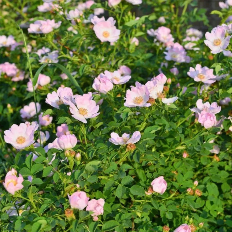 Briar Rose Shrub Seeds