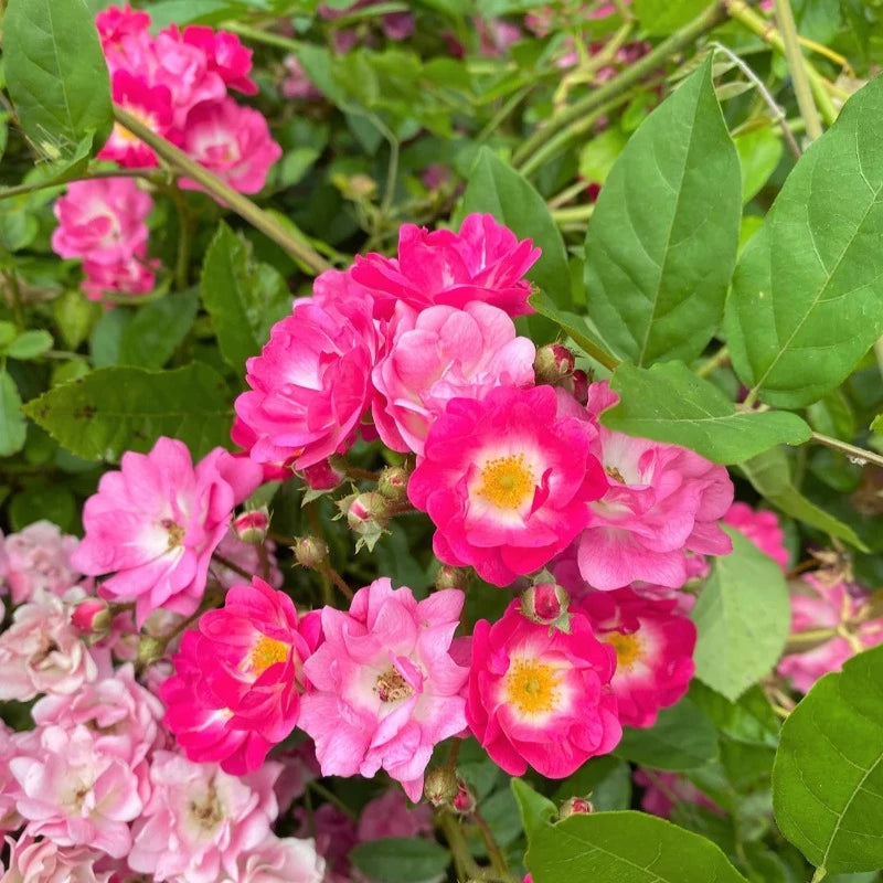 Briar Rose Shrub Seeds