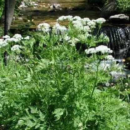 Cicely Herb Seeds