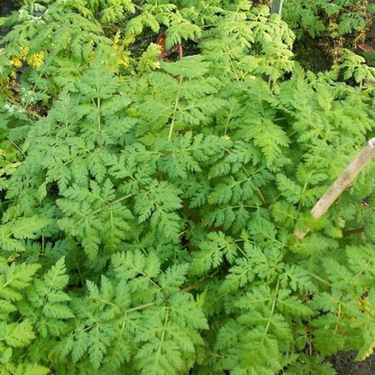 Cicely Herb Seeds