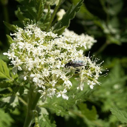 Cicely Herb Seeds