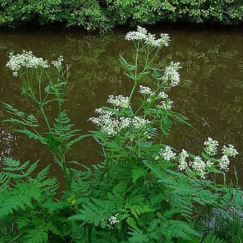 Cicely Herb Seeds