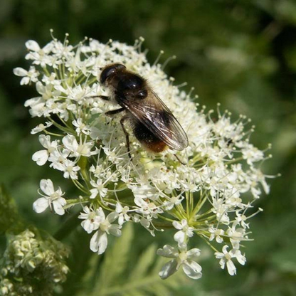 Cicely Herb Seeds