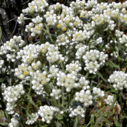 Cudweed Flower Seeds