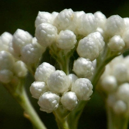 Cudweed Flower Seeds