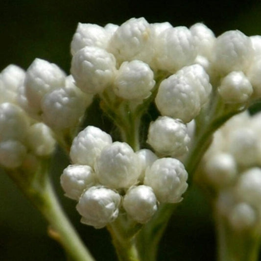 Cudweed Flower Seeds