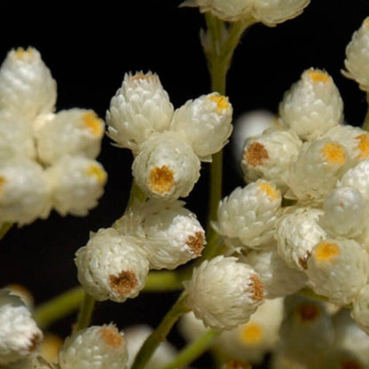 Cudweed Flower Seeds