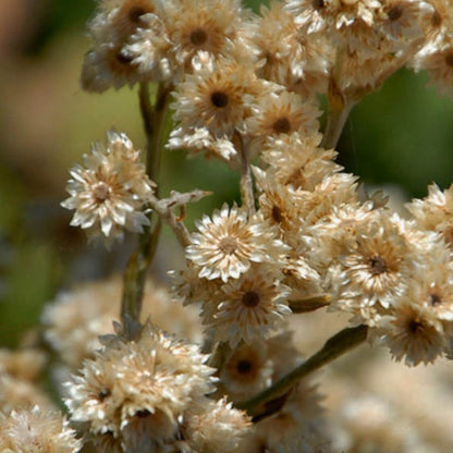 Cudweed Flower Seeds