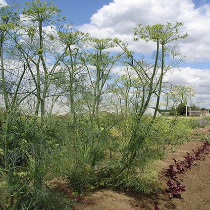 Heirloom European Herb Vegetable Seeds