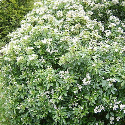 Mock Tree Seeds