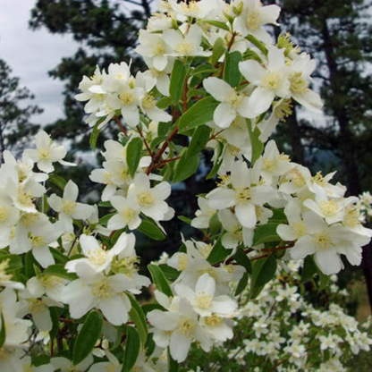 Mock Tree Seeds