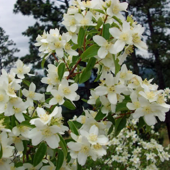Mock Tree Seeds