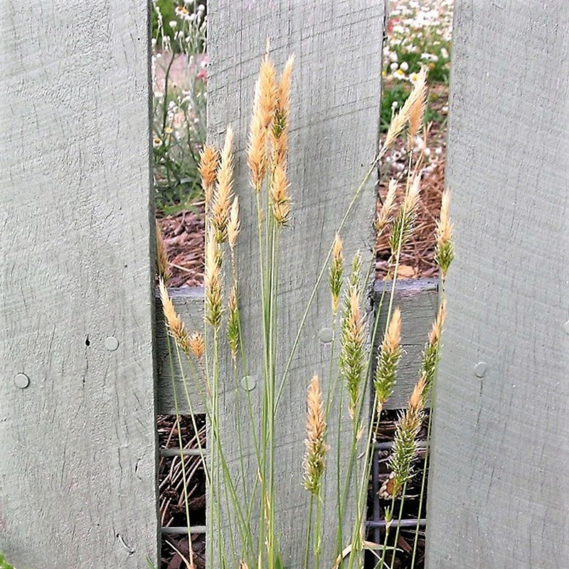 Vernal Ornamental Grass Seeds