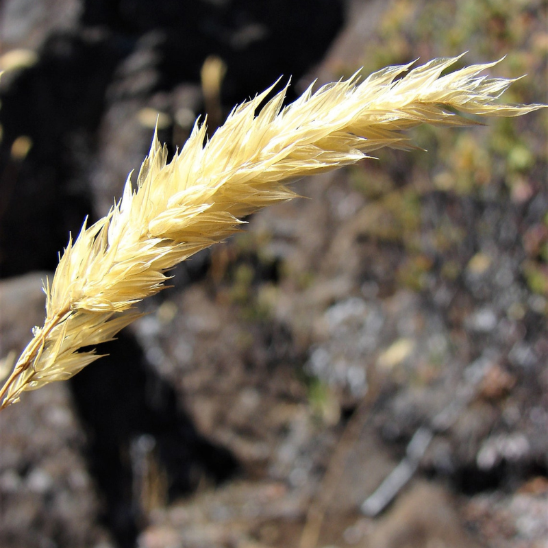 Vernal Ornamental Grass Seeds