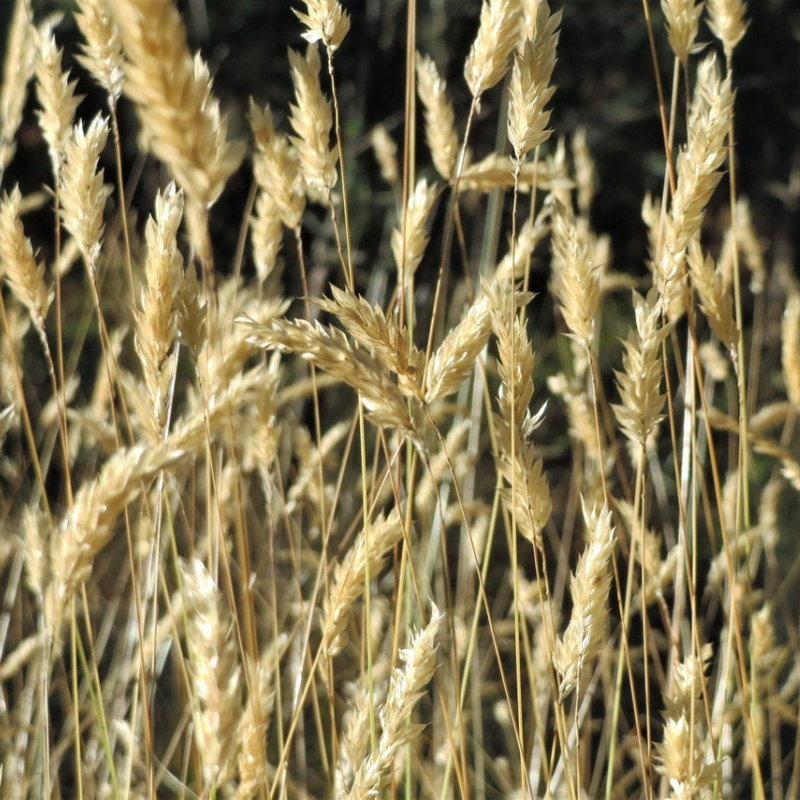 Vernal Ornamental Grass Seeds