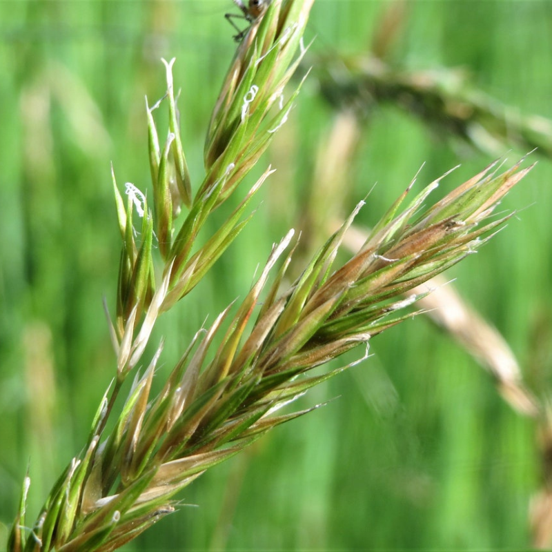 Vernal Ornamental Grass Seeds