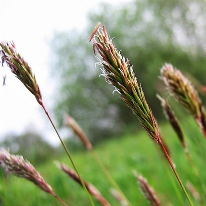 Vernal Ornamental Grass Seeds